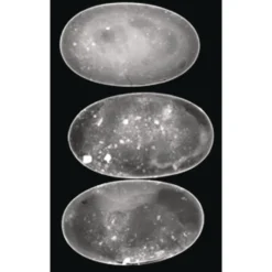 Animal X-Rays - Set of 13