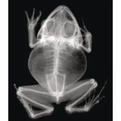 Animal X-Rays - Set of 13