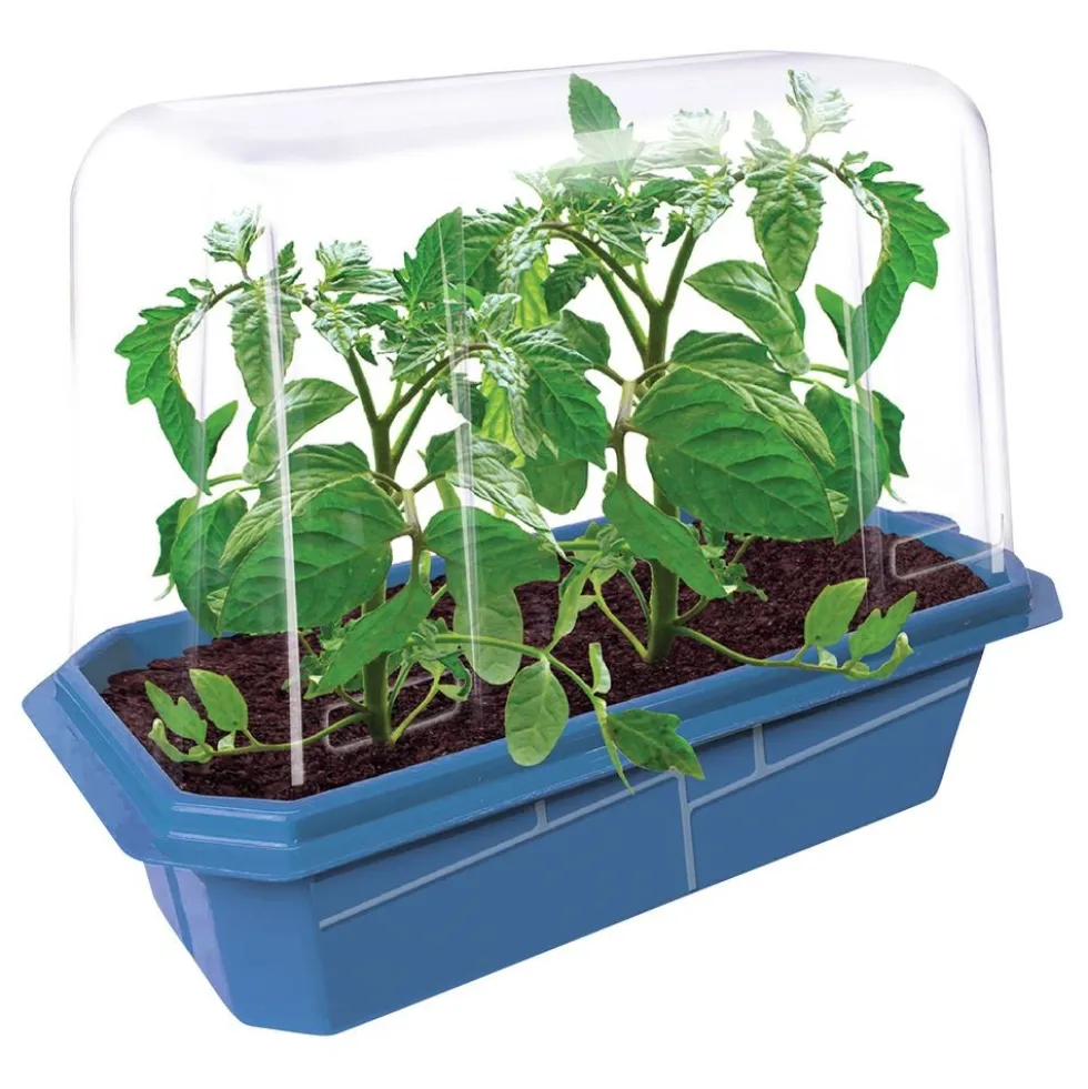Beefsteak Tomatoes