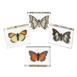 Excellerations® Acrylic Butterfly Specimens - Set of 4