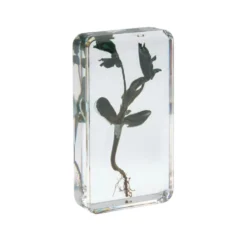 Excellerations® Acrylic Garden Friends, Butterfly and Plant Life Cycle Specimens - Set of 12