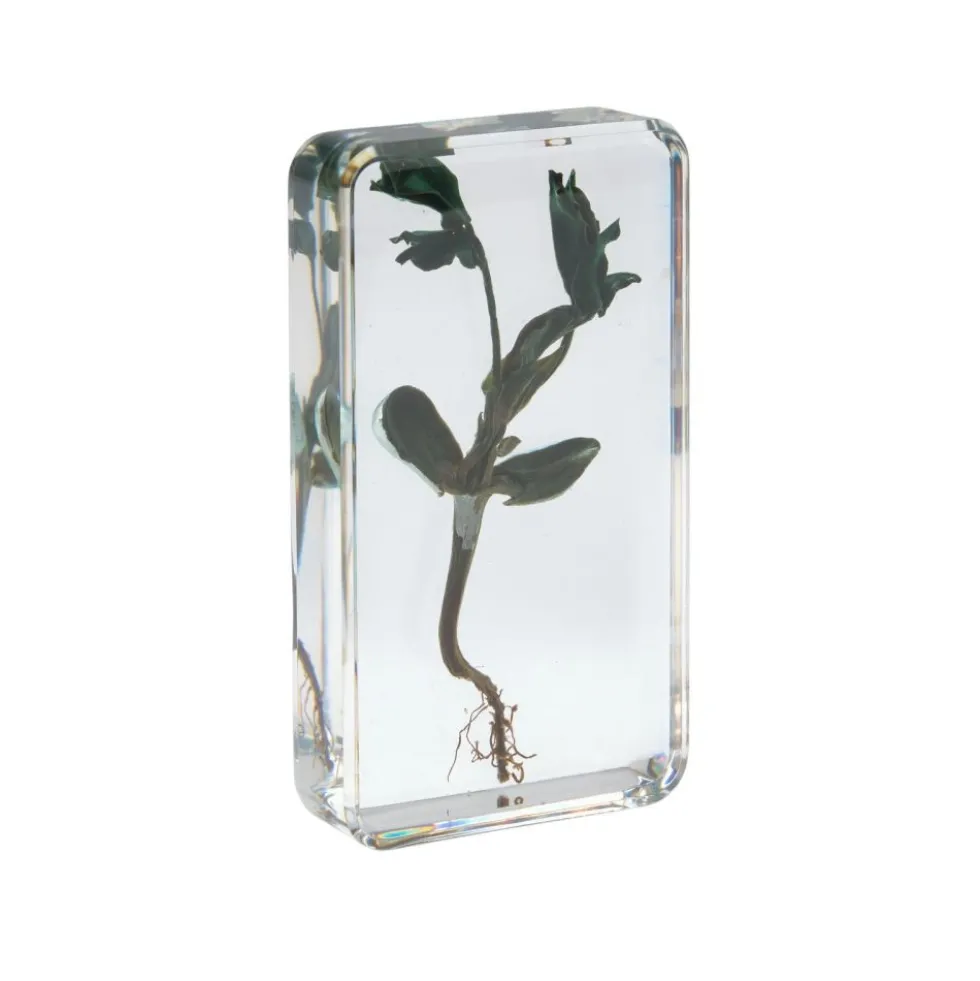 Excellerations® Acrylic Garden Friends, Butterfly and Plant Life Cycle Specimens - Set of 12