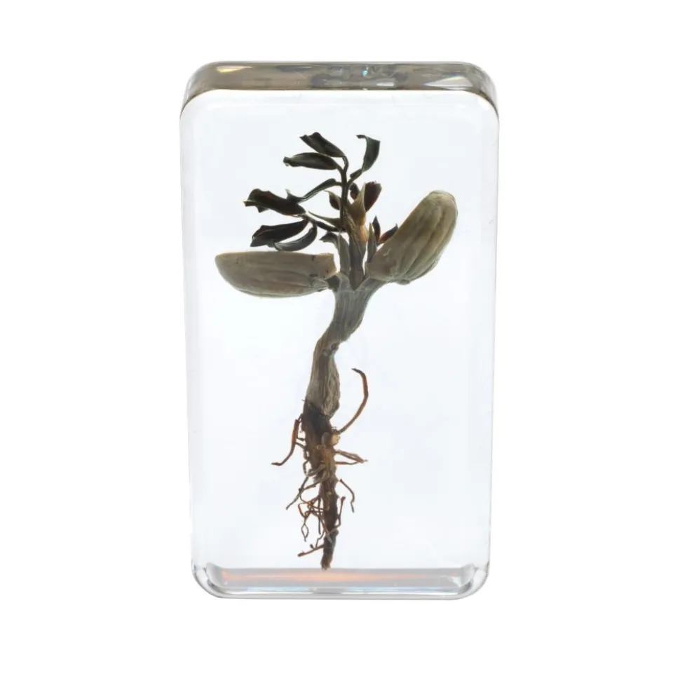Excellerations® Acrylic Peanut Life Cycle Specimens - Set of 4