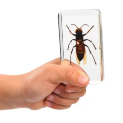 Excellerations® Acrylic Scary Bug Specimens - Set of 4
