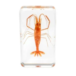 Excellerations® Acrylic Under the Sea Specimens - Set of 4
