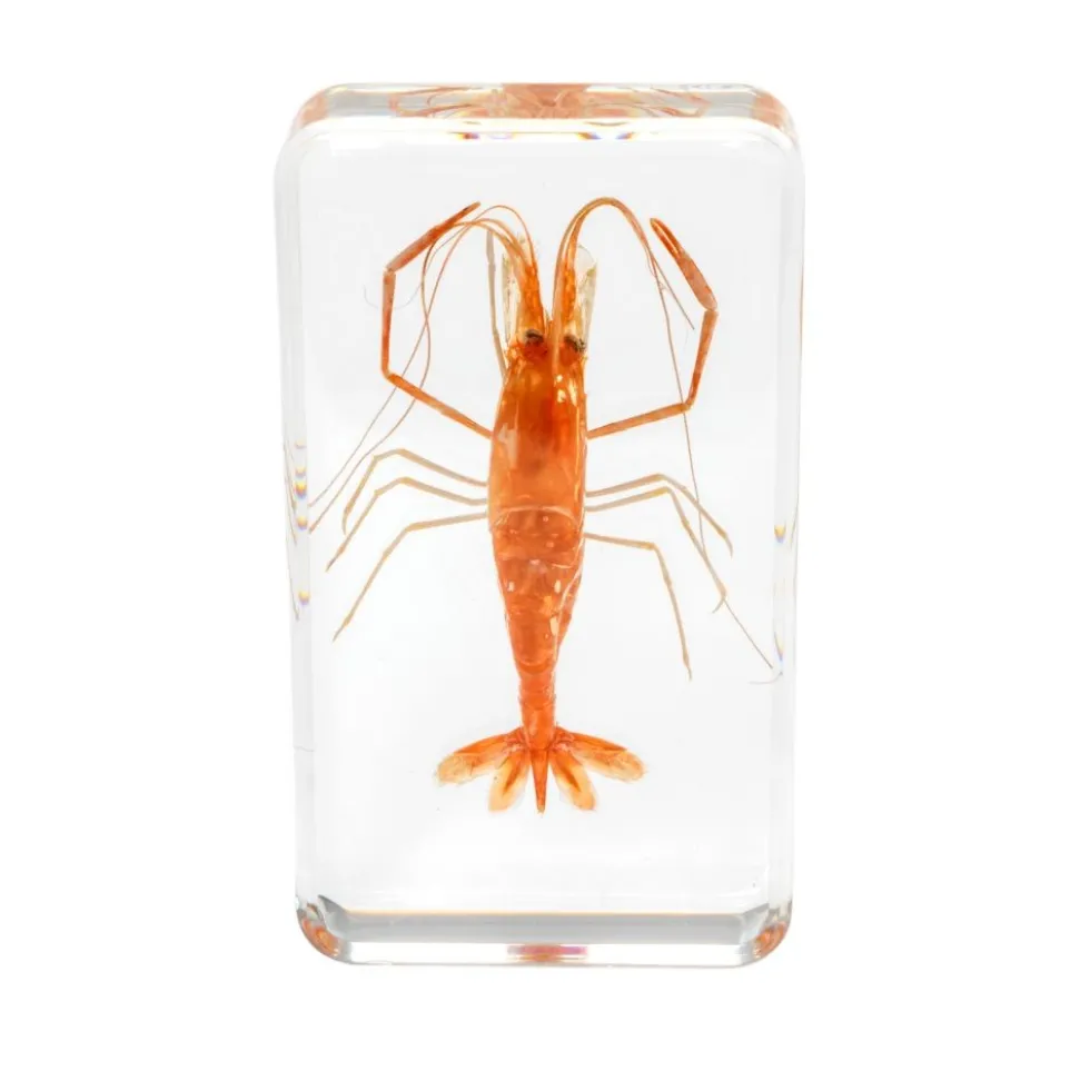 Excellerations® Acrylic Under the Sea Specimens - Set of 4