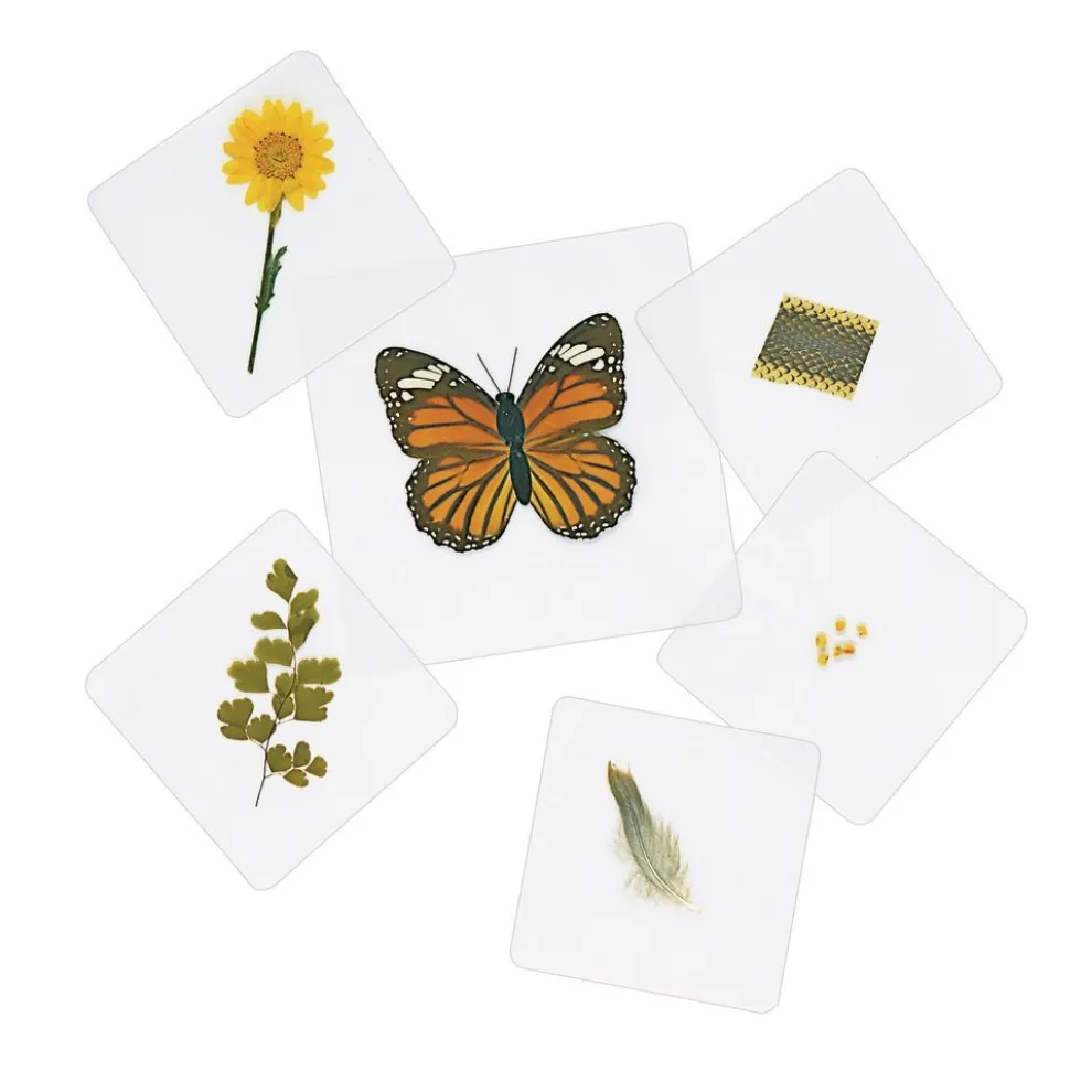 Excellerations® Laminated Specimen Set 28 Pieces
