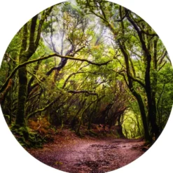 Forest Discovery Plat Mat
