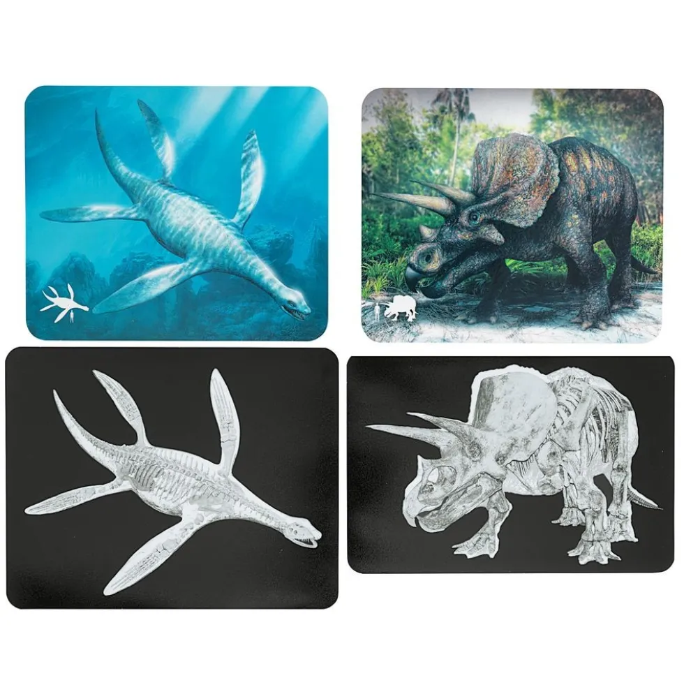 Insect & Dinosaur X-Rays - 96 cards