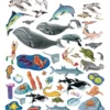 Sea Life Felt Set