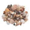 Sea Shells, Medium - 1 lb.