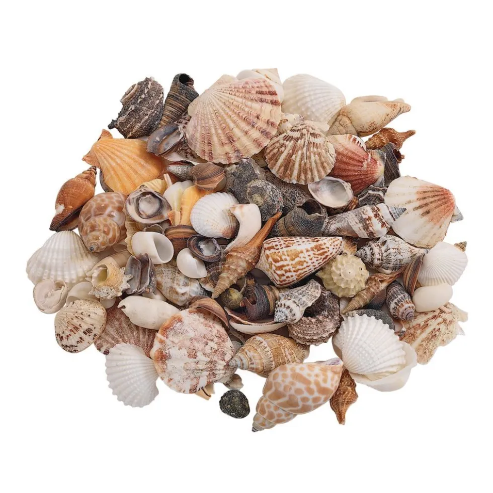 Sea Shells, Medium - 1 lb.